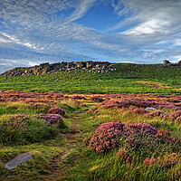 Buy canvas prints of Higger Tor Heather by Darren Galpin