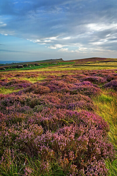 Heather around Over Owler Tor   Picture Board by Darren Galpin