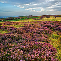 Buy canvas prints of Heather around Over Owler Tor   by Darren Galpin