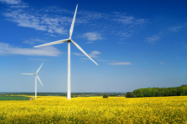 Marr Wind Farm and Rapeseed Picture Board by Darren Galpin