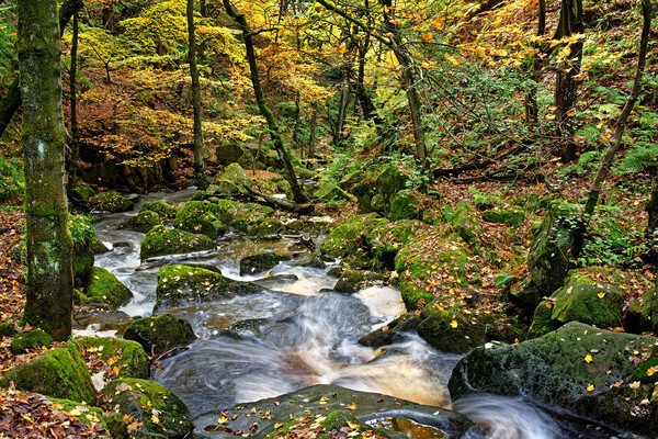 Padley Gorge in Autumn Picture Board by Darren Galpin