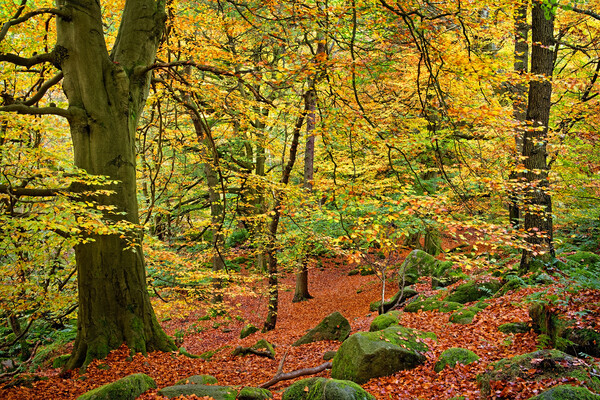 Padley Gorge Woods Picture Board by Darren Galpin