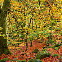Buy canvas prints of Padley Gorge Woods by Darren Galpin