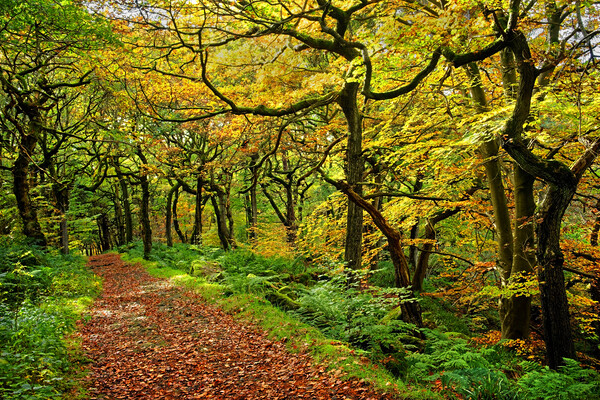 Padley Gorge Woodland Walk Picture Board by Darren Galpin