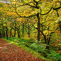 Buy canvas prints of Padley Gorge Woodland Walk by Darren Galpin