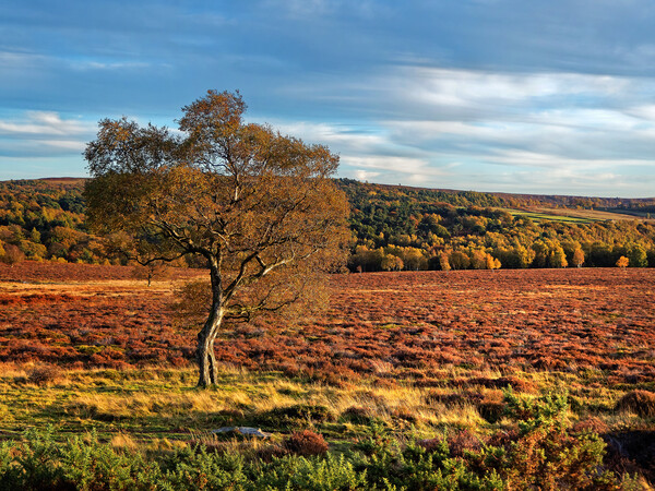 Lawrence Field in Autumn Picture Board by Darren Galpin
