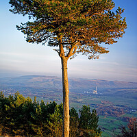Buy canvas prints of Lonesome Pine by Darren Galpin