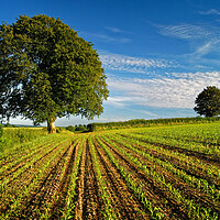 Buy canvas prints of Somerset Countryside near Chard by Darren Galpin