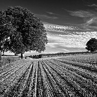 Buy canvas prints of Somerset Countryside near Chard by Darren Galpin