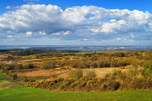 View across Studland and Godlington Heath        Picture Board by Darren Galpin