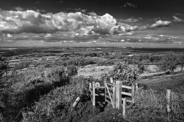 View across Studland and Godlington Heath   Picture Board by Darren Galpin