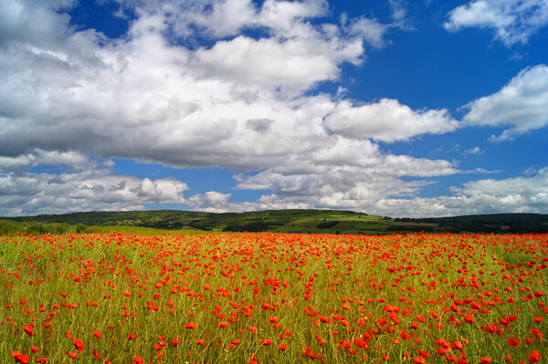 Poppy Field near Baslow, Derbyshire  Picture Board by Darren Galpin