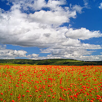 Buy canvas prints of Poppy Field near Baslow, Derbyshire  by Darren Galpin