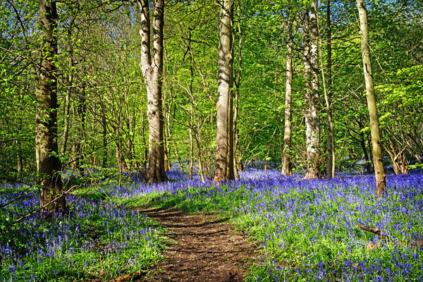Woolley Wood Bluebells  Picture Board by Darren Galpin
