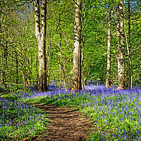 Buy canvas prints of Woolley Wood Bluebells  by Darren Galpin