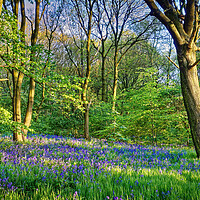 Buy canvas prints of Woolley Wood Bluebells  by Darren Galpin