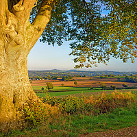 Buy canvas prints of The Sentinel, Chard, Somerset by Darren Galpin