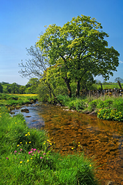 Gordale Beck, Yorkshire Dales Picture Board by Darren Galpin