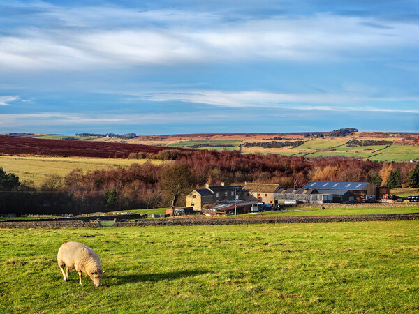 Wyming Brook Farm Picture Board by Darren Galpin