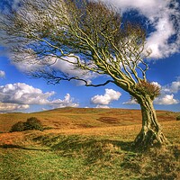 Buy canvas prints of Hawthorn Tree on Dartmoor  by Darren Galpin