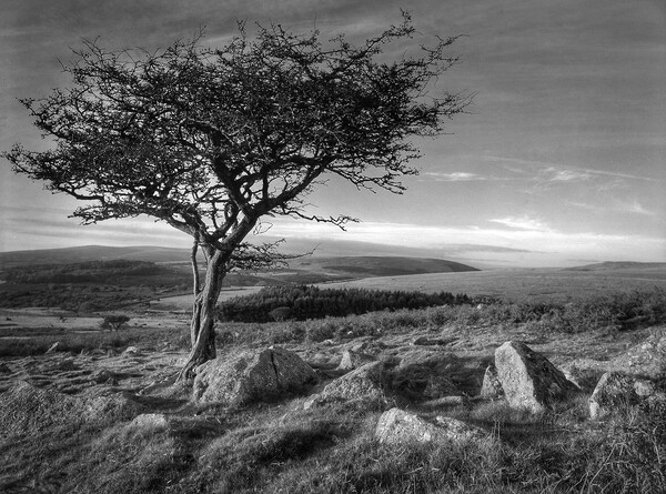 Two Moors Way Dartmoor  Picture Board by Darren Galpin