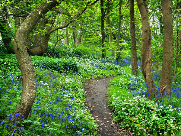 Wild Garlic and Bluebell Wood Picture Board by Darren Galpin