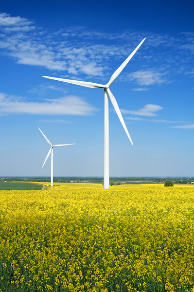 Marr Wind Farm and Rapeseed Picture Board by Darren Galpin