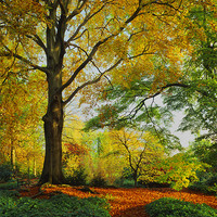 Buy canvas prints of Autumn Colours Sheffield Botanical Gardens by Darren Galpin