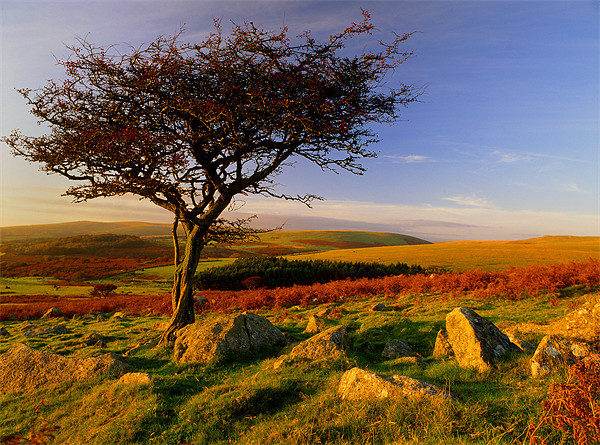 Hawthorn Tree,Two Moors Way Picture Board by Darren Galpin