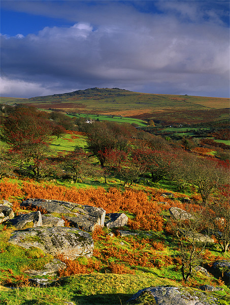 Great Mis Tor from Vixen Tor Picture Board by Darren Galpin
