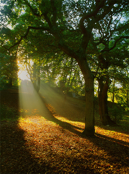 Light Rays in the Park Picture Board by Darren Galpin