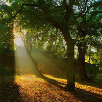 Buy canvas prints of Light Rays in the Park by Darren Galpin