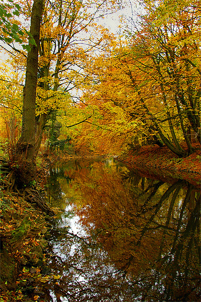 Autumn Colours,River Derwent,Matlock Picture Board by Darren Galpin