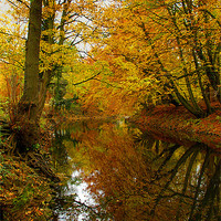 Buy canvas prints of Autumn Colours,River Derwent,Matlock by Darren Galpin