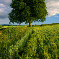 Buy canvas prints of Barley Field & The Sentinel,Somerset by Darren Galpin