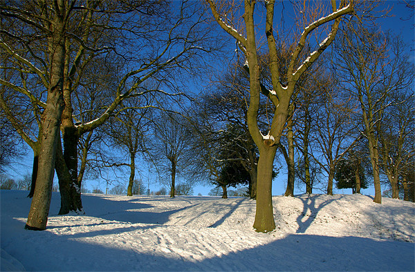 Winter in the Park Picture Board by Darren Galpin