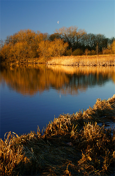 Denaby Ings Nature Reserve Picture Board by Darren Galpin