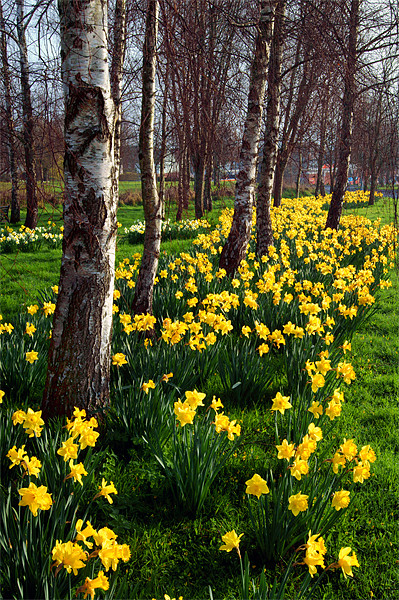 Daffodils in Mitchell Gardens, Chard, Somerset Picture Board by Darren Galpin