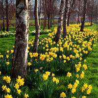Buy canvas prints of Daffodils in Mitchell Gardens, Chard, Somerset by Darren Galpin