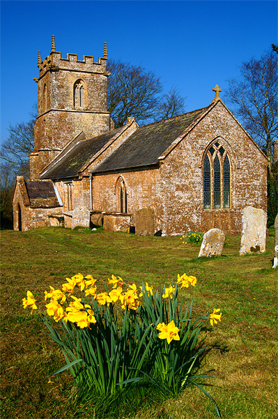 St Andrews Church & Daffodils, Burstock, Dorset Picture Board by Darren Galpin