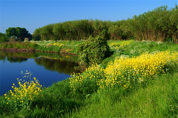 Spring Flowers on Banks of River Don Picture Board by Darren Galpin