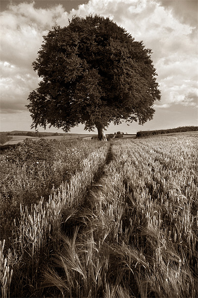 Barley Field & The Sentinel,Somerset Picture Board by Darren Galpin