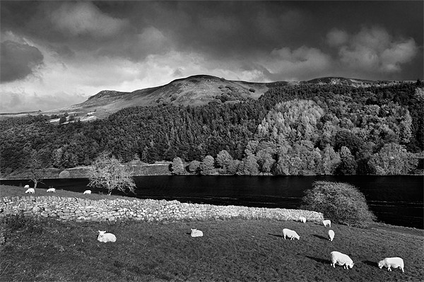 Ladybower Reservoir in Mono Picture Board by Darren Galpin