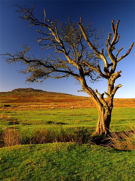 Dartmoor Lone Tree Picture Board by Darren Galpin