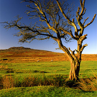Buy canvas prints of Dartmoor Lone Tree by Darren Galpin