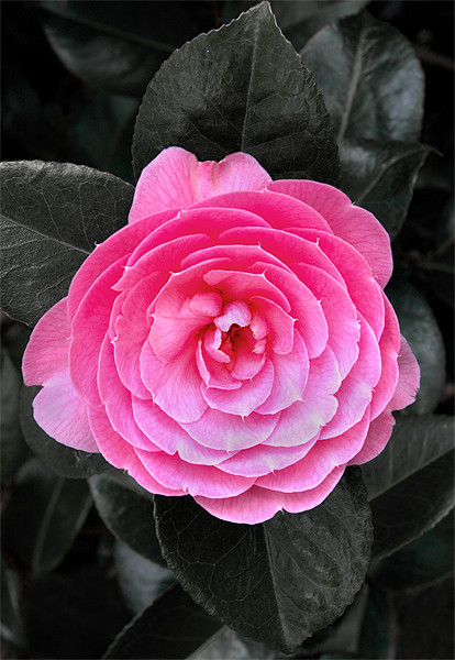 Camellia x williamsii E.G. Waterhouse Picture Board by Darren Galpin
