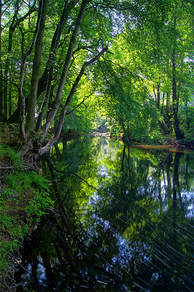 Beeley Wood & River Don in Sheffield Picture Board by Darren Galpin