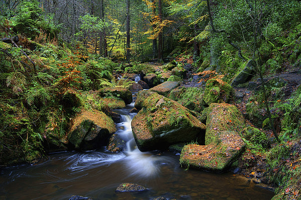 Wyming Brook with Autumn Colours Picture Board by Darren Galpin