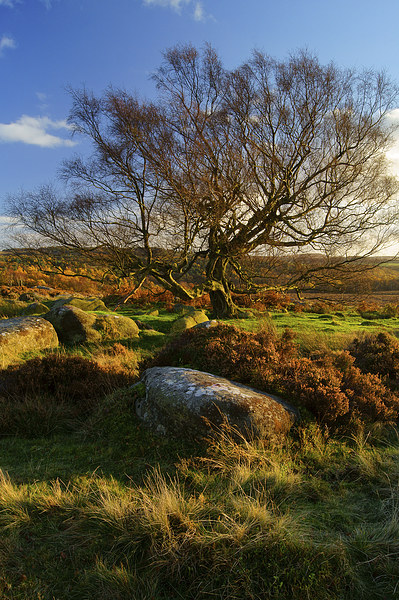 Lone Tree on Lawrence Field Picture Board by Darren Galpin