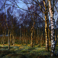Buy canvas prints of Silver Birch Wood by Darren Galpin